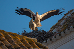 White Stork photo 5