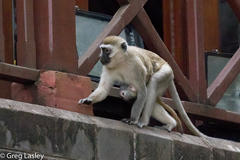 Vervet Monkey photo 4