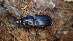 Plocamostethus planiusculus