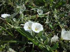 Convolvulus arvensis