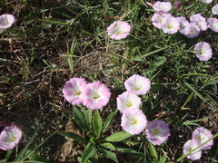 Convolvulus arvensis