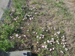 Convolvulus arvensis