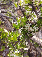 Ehretia alba