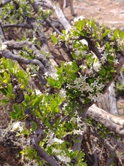 Ehretia alba