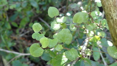 Muehlenbeckia australis