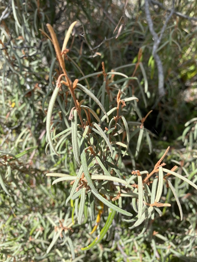 slender velvet-bush in April 2023 by rikef · iNaturalist