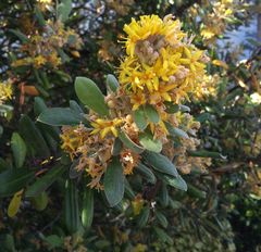 Corokia macrocarpa