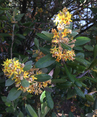 Corokia macrocarpa