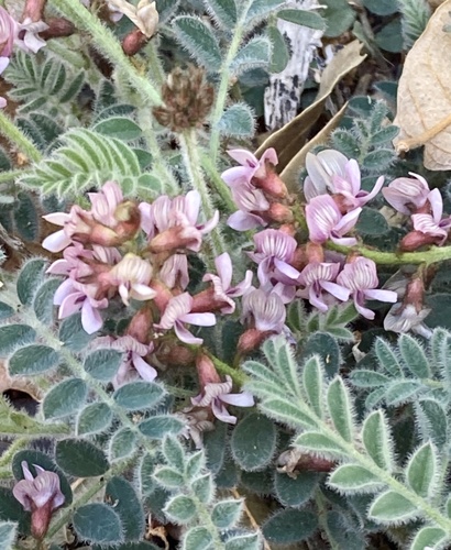 Astragalus cobrensis var. maguirei