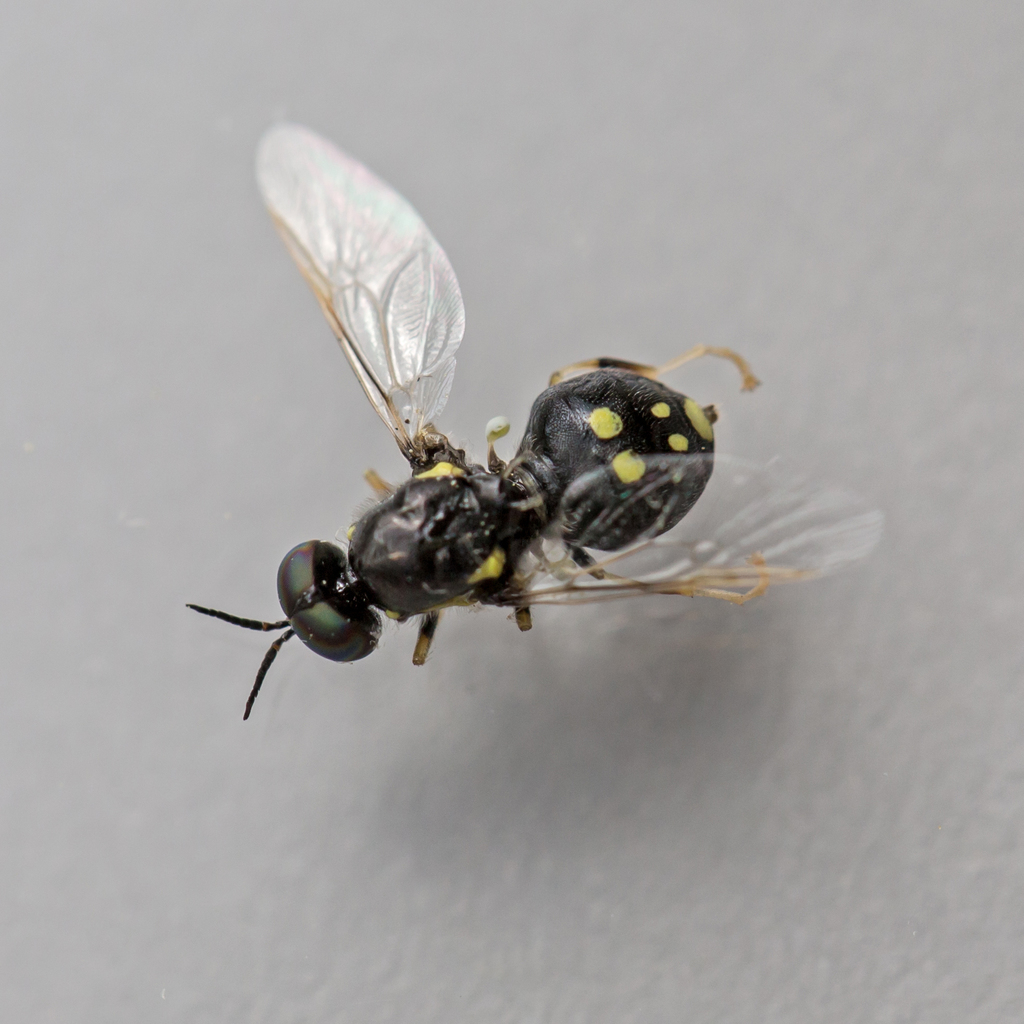 Caloparyphus tetraspilus