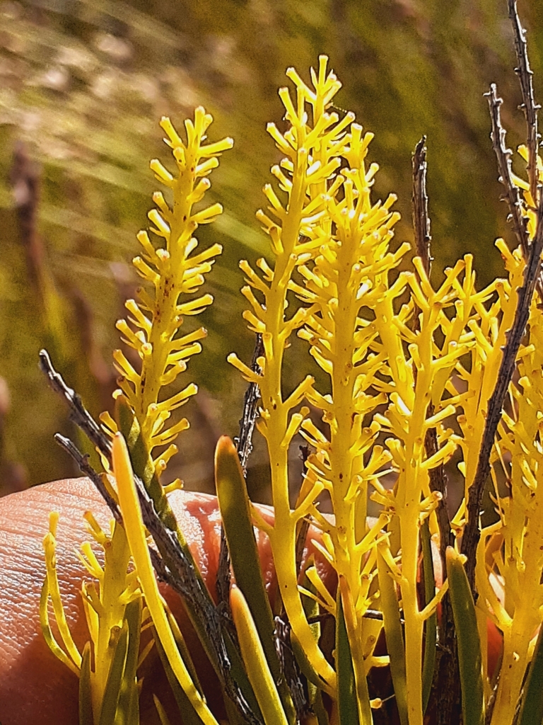 Needleleaf Needleleaf Featherbush from West Coast, ZA-WC, ZA on March 27, 2023 at ...
