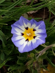 Convolvulus tricolor subsp. cupanianus image