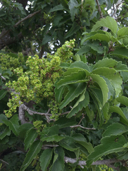 Plagianthus regius chathamicus