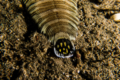 Zebrias zebra