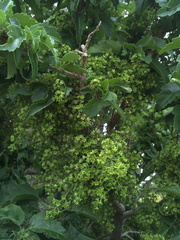 Plagianthus regius chathamicus
