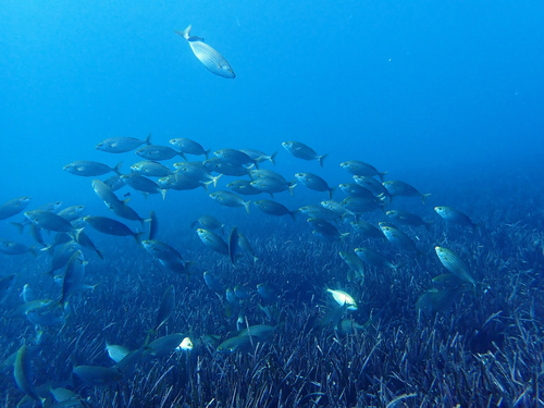 Photo of Salema (Sarpa salpa)