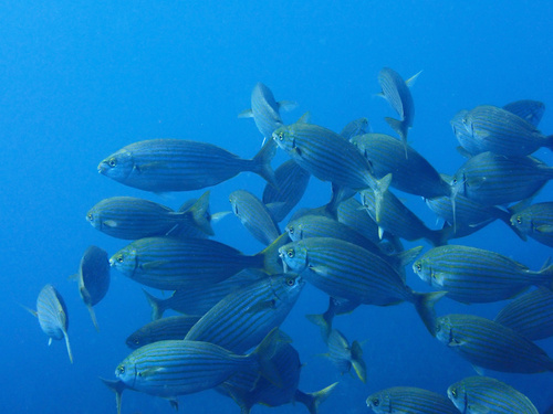 Photo of Salema (Sarpa salpa)