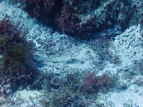 Slender goby (Gobius geniporus) — Gobiidae — 3