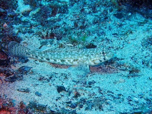 Photo of Slender goby (Gobius geniporus)