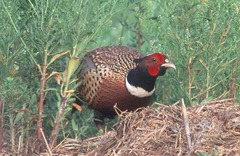 Phasianus colchicus karpowi