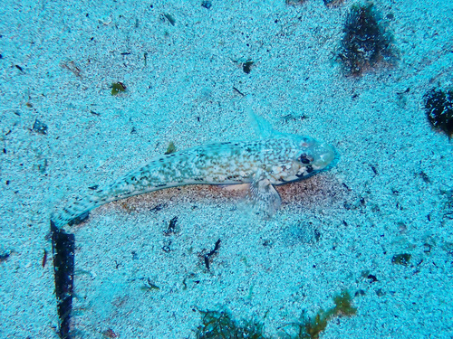 Slender Goby, Île Calseraigne, France, photo 10 of 10