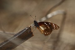 Graphium leonidas leonidas