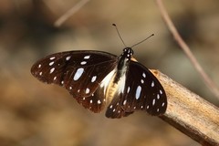Graphium leonidas leonidas