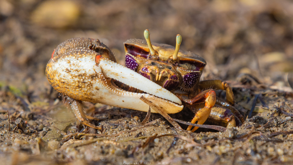 West African Fiddler Crab
