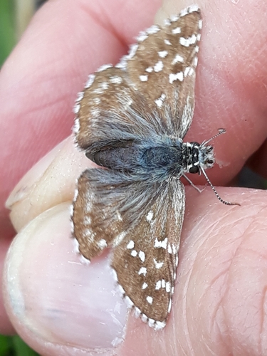 Rosy Grizzled Skipper