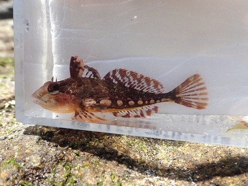 Marbled sculpin (Pseudoblennius marmoratus) — Cottidae — 2