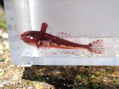 Marbled sculpin (Pseudoblennius marmoratus) — Cottidae — 5