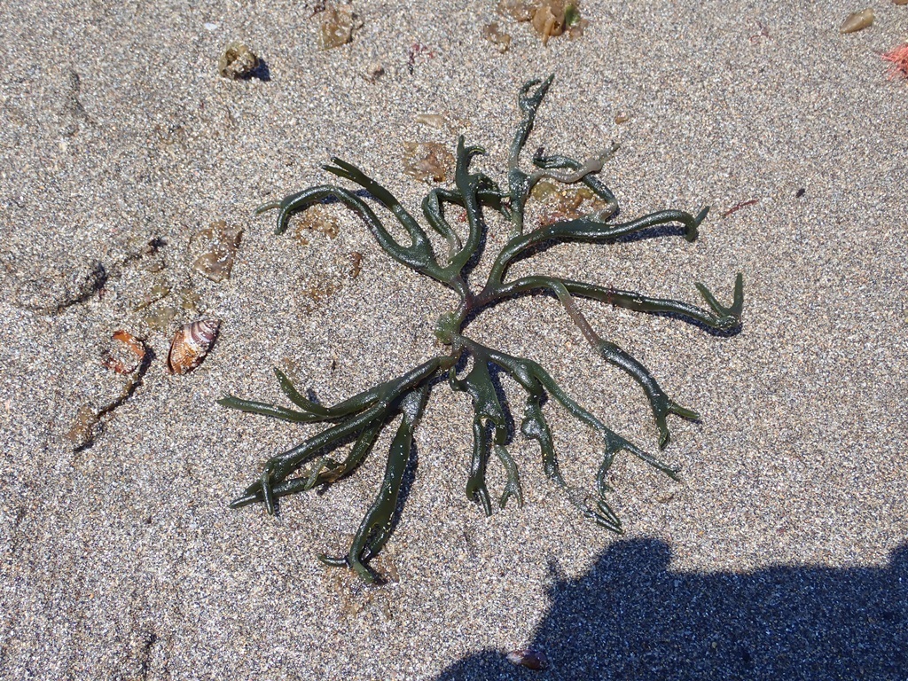 Codium subtubulosum
