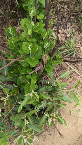 Image of Helicteres angustifolia by (c) 潘立傑 LICHIEH_PAN, some rights reserved (CC BY)