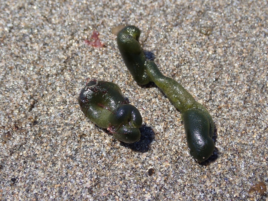 Codium coactum