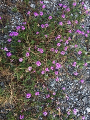 Glandularia aristigera