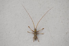 Olenecamptus bilobus