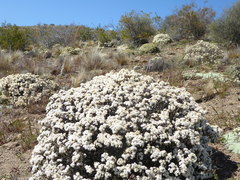 Pimelea aridula