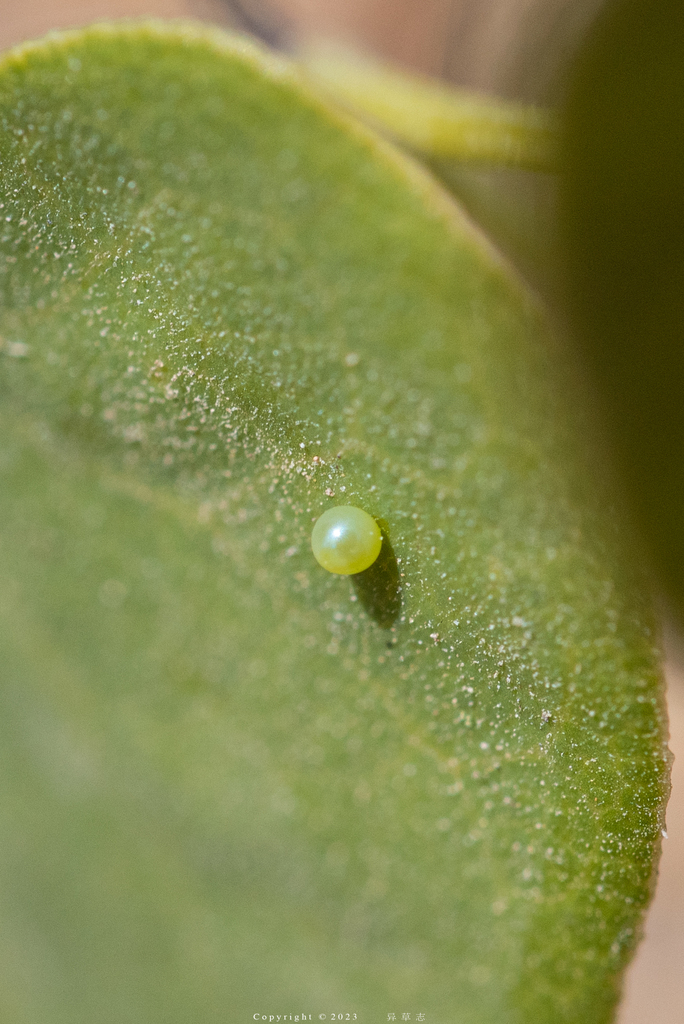 スカシタイスアゲハ (Zerynthia rumina) · iNaturalist