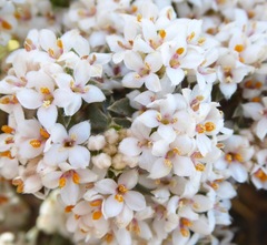 Pimelea aridula