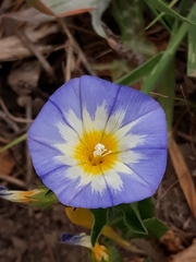 Convolvulus tricolor subsp. cupanianus image