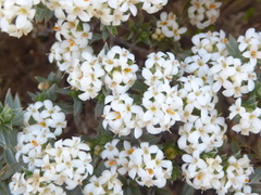 Pimelea aridula