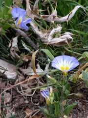 Convolvulus tricolor image