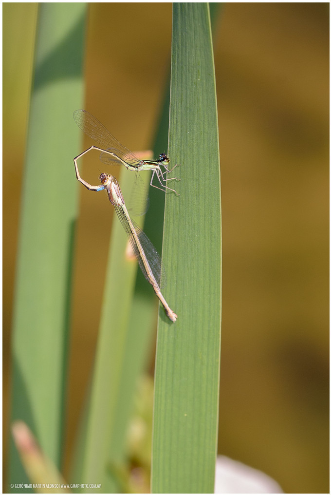 Argentagrion