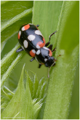 Eriopis connexa