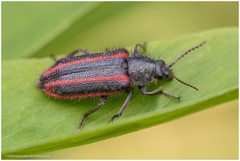 Astylus quadrilineatus
