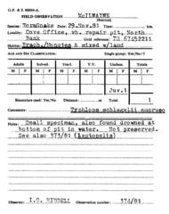 Afrotyphlops mucruso