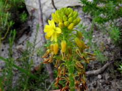 Bulbine lagopus