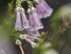 Erica diaphana