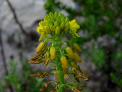 Bulbine lagopus