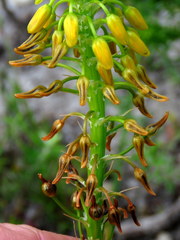 Bulbine lagopus